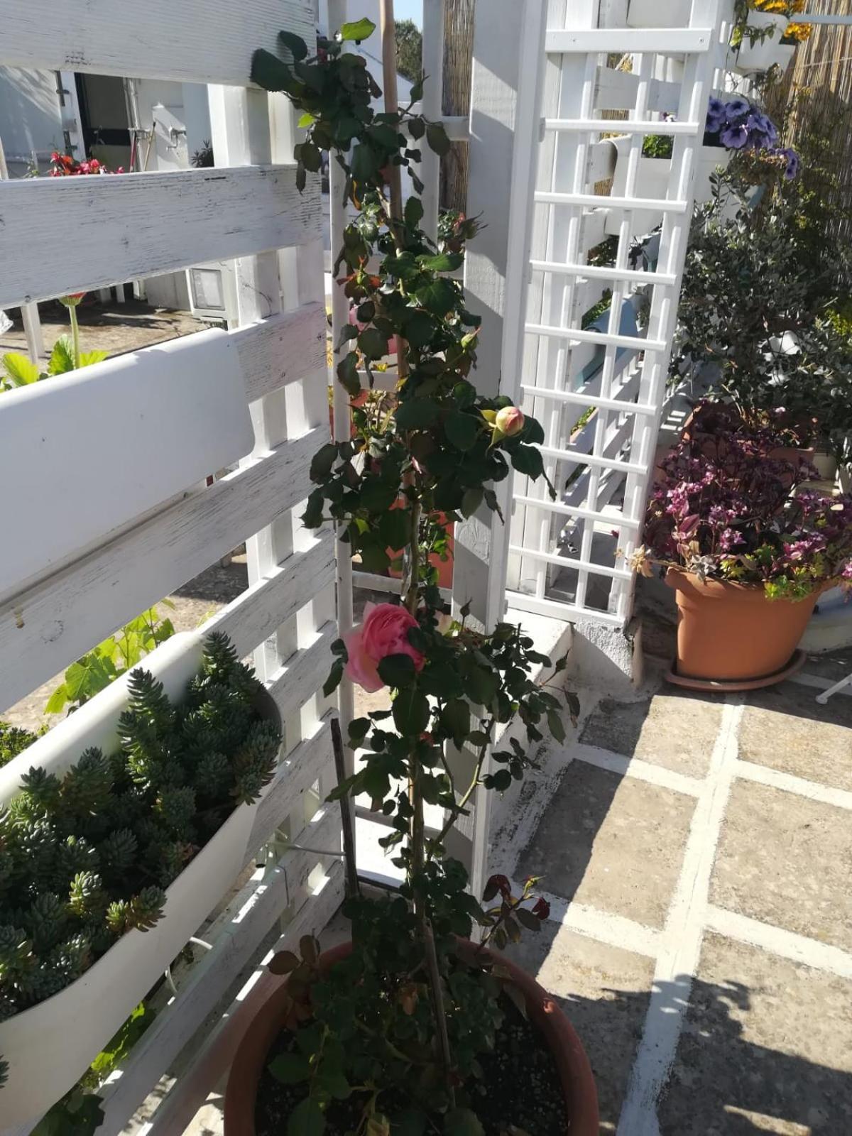 Bed and Breakfast MandorleOlio Polignano a Mare Exterior foto