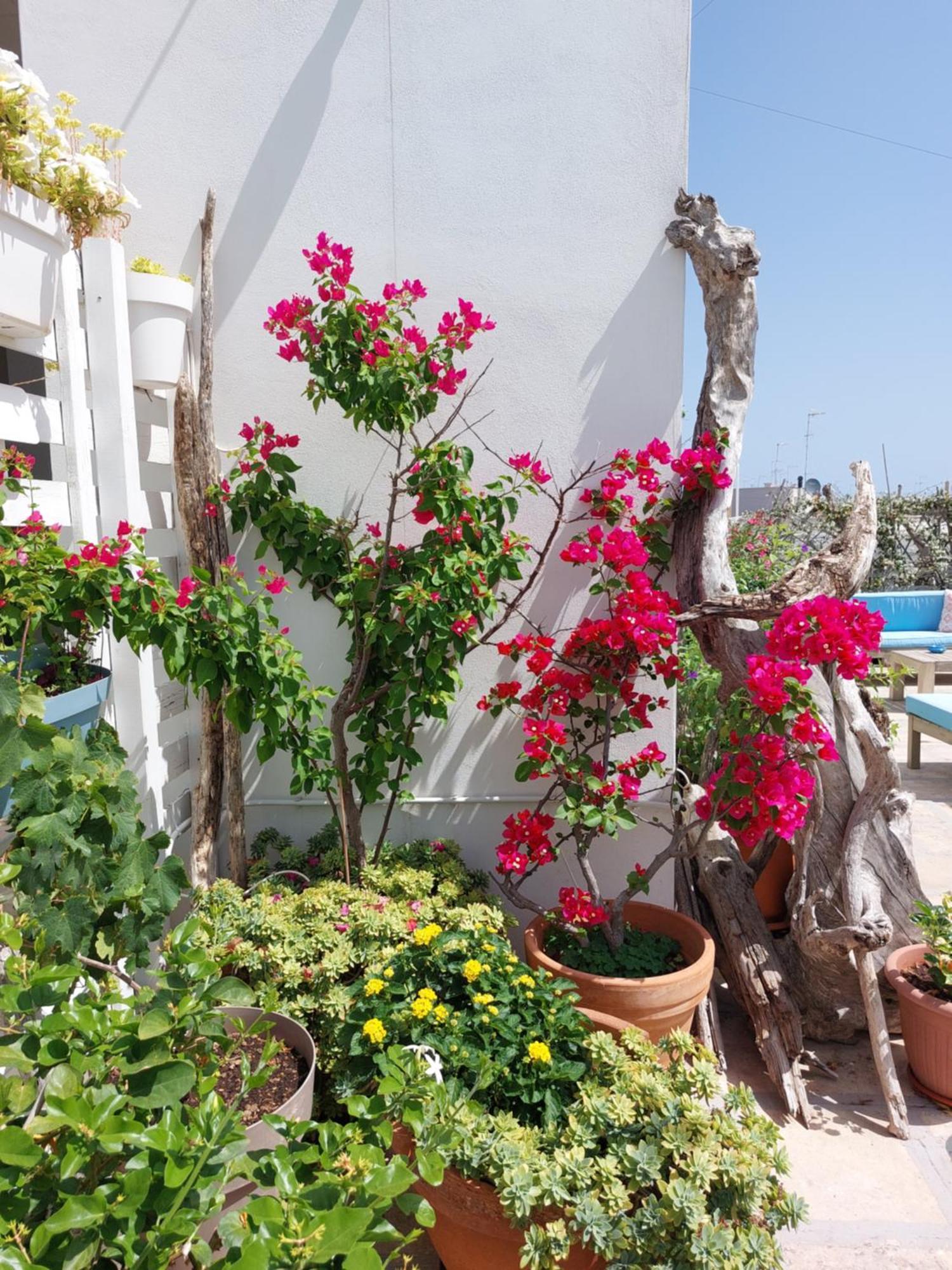 Bed and Breakfast MandorleOlio Polignano a Mare Exterior foto