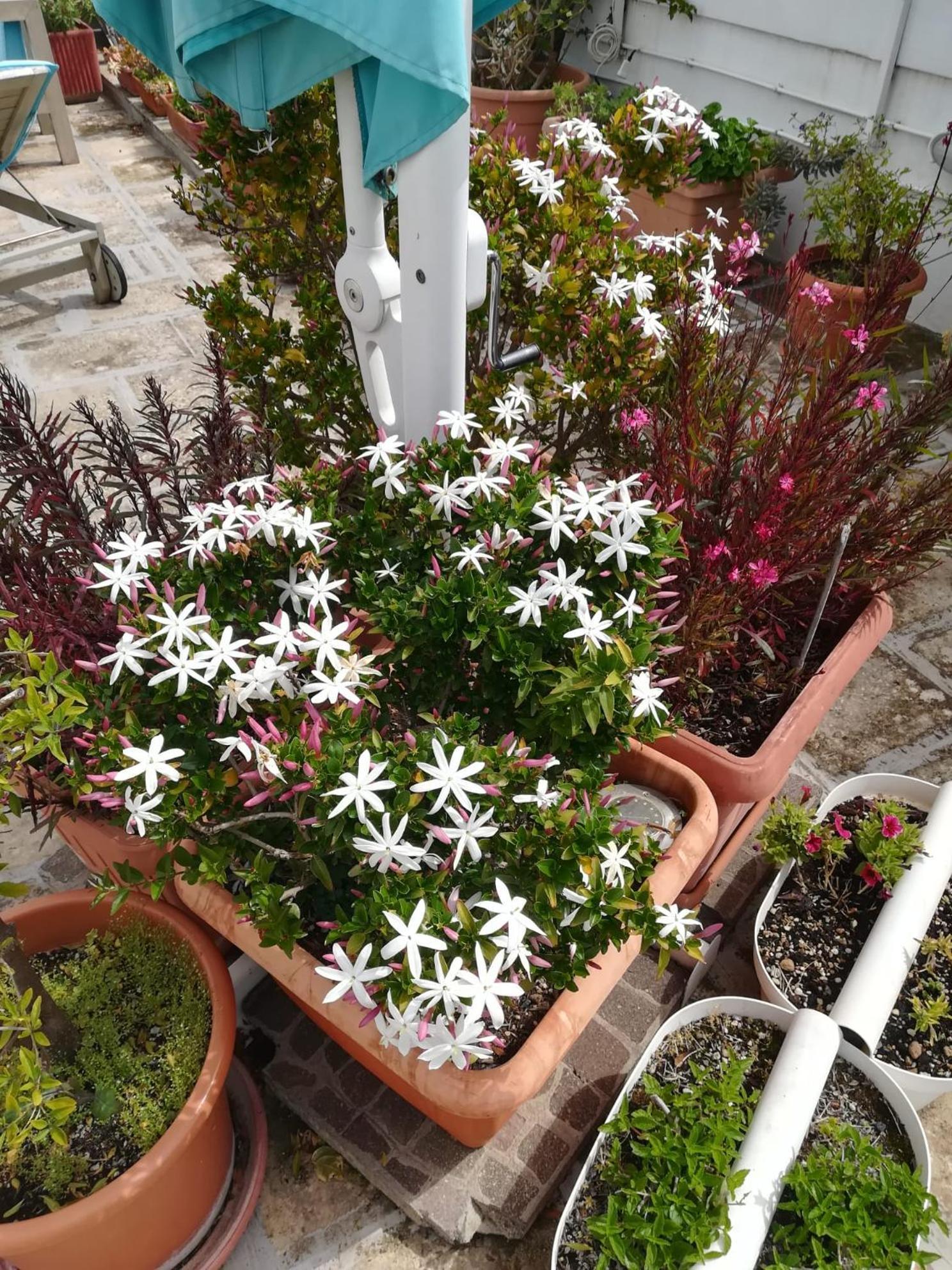Bed and Breakfast MandorleOlio Polignano a Mare Exterior foto